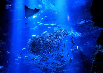 京都水族館に投稿された画像（2022/7/3）