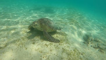 宮古島 ADVENTURE PiPi（ミヤコジマ アドベンチャー ピピ）に投稿された画像（2022/7/3）