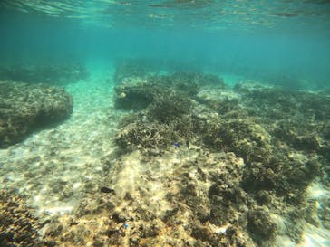 宮古島 ADVENTURE PiPi（ミヤコジマ アドベンチャー ピピ）に投稿された画像（2022/7/3）