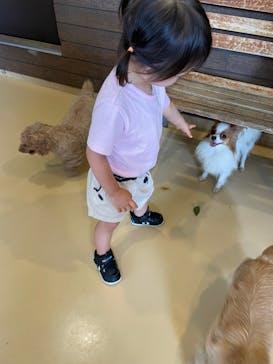 世界の名犬牧場に投稿された画像（2022/7/3）