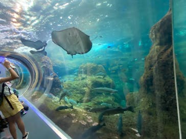 新江ノ島水族館に投稿された画像（2022/7/4）