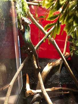 カワスイ 川崎⽔族館に投稿された画像（2022/7/4）