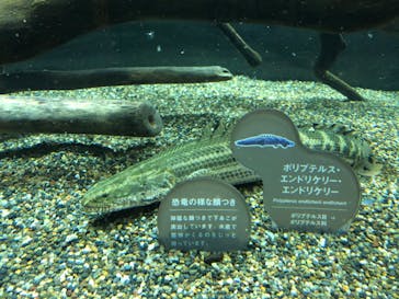 カワスイ 川崎⽔族館に投稿された画像（2022/7/4）