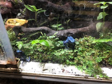 カワスイ 川崎⽔族館に投稿された画像（2022/7/4）