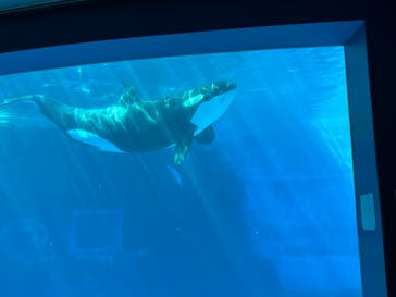名古屋港水族館に投稿された画像（2022/7/4）