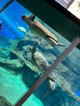 名古屋港水族館に投稿された画像（2022/7/4）