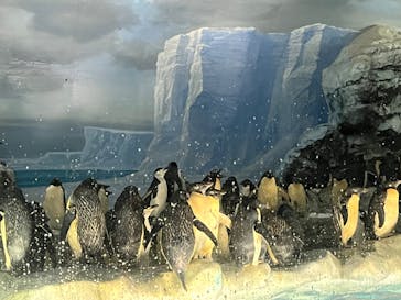 名古屋港水族館に投稿された画像（2022/7/4）