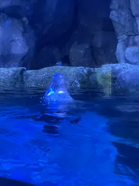 横浜・八景島シーパラダイスに投稿された画像（2022/7/4）