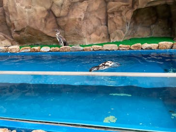 大分マリーンパレス水族館 「うみたまご」に投稿された画像（2022/7/4）