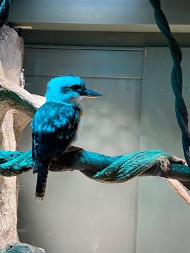 サンシャイン水族館に投稿された画像（2022/7/4）