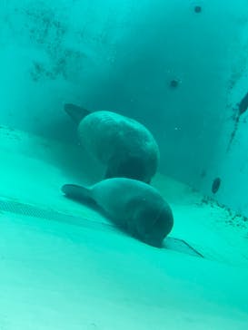 沖縄美ら海水族館に投稿された画像（2022/7/4）