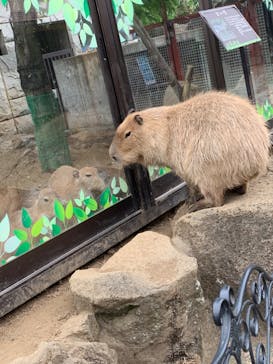 伊豆シャボテン動物公園に投稿された画像（2022/7/4）