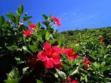 宮古島 ADVENTURE PiPi（ミヤコジマ アドベンチャー ピピ）に投稿された画像（2022/7/4）