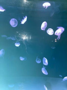 サンシャイン水族館に投稿された画像（2022/7/4）