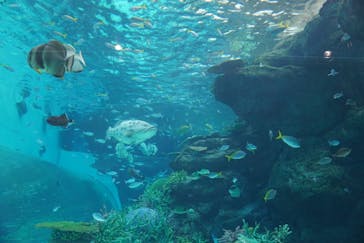 名古屋港水族館に投稿された画像（2022/7/4）