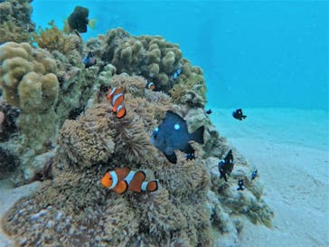 宮古島 ADVENTURE PiPi（ミヤコジマ アドベンチャー ピピ）に投稿された画像（2022/7/4）