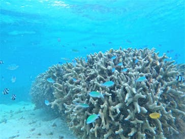 宮古島 ADVENTURE PiPi（ミヤコジマ アドベンチャー ピピ）に投稿された画像（2022/7/4）