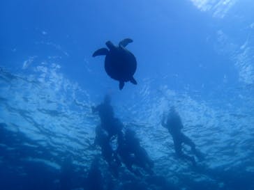 石垣島 ADVENTURE PiPi（イシガキジマアドベンチャーピピ）に投稿された画像（2022/7/5）