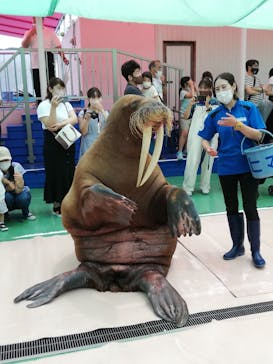 ゼロ距離水族館 伊勢シーパラダイスに投稿された画像（2022/7/5）