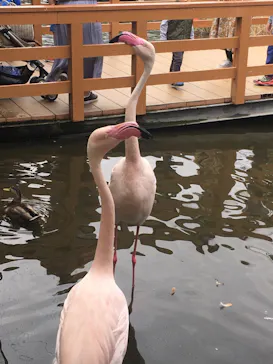 神戸どうぶつ王国に投稿された画像（2022/7/5）