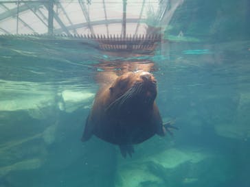 環境水族館アクアマリンふくしまに投稿された画像（2022/7/5）