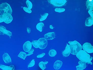 名古屋港水族館に投稿された画像（2022/7/1）