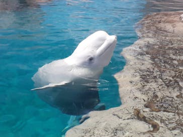 名古屋港水族館に投稿された画像（2022/7/1）