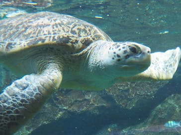 名古屋港水族館に投稿された画像（2022/7/1）
