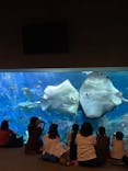 大分マリーンパレス水族館 「うみたまご」に投稿された画像（2022/7/5）