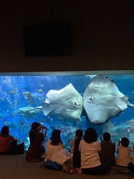 大分マリーンパレス水族館 「うみたまご」に投稿された画像（2022/7/5）