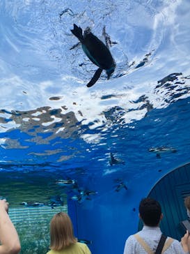 サンシャイン水族館に投稿された画像（2022/7/5）