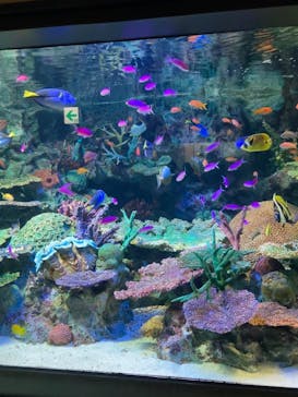 サンシャイン水族館に投稿された画像（2022/7/5）