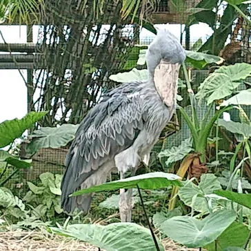 神戸どうぶつ王国に投稿された画像（2022/7/5）