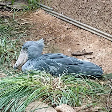 神戸どうぶつ王国に投稿された画像（2022/7/5）