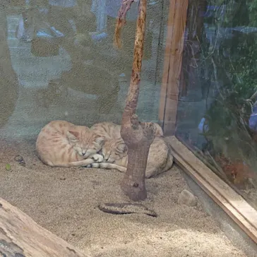 神戸どうぶつ王国に投稿された画像（2022/7/5）