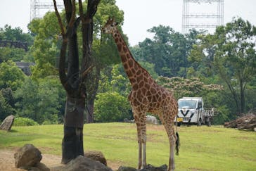 よこはま動物園ズーラシアに投稿された画像（2022/7/3）
