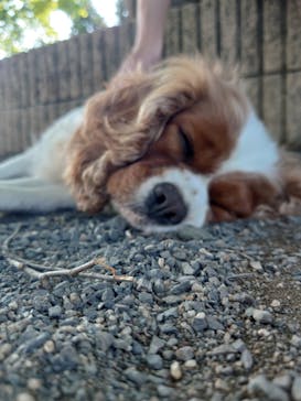 世界の名犬牧場に投稿された画像（2022/7/5）