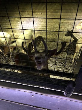 那須サファリパークに投稿された画像（2022/7/5）