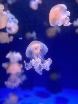 新江ノ島水族館に投稿された画像（2022/7/5）