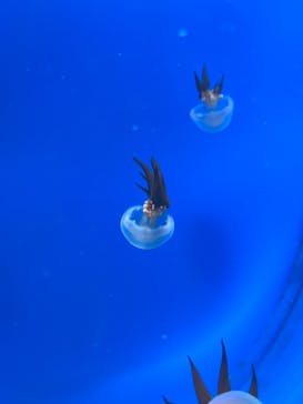 新江ノ島水族館に投稿された画像（2022/7/5）