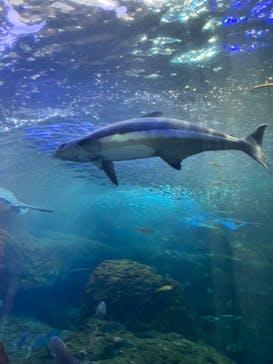 新江ノ島水族館に投稿された画像（2022/7/5）