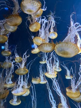 新江ノ島水族館に投稿された画像（2022/7/5）