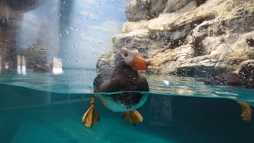 アクアワールド茨城県大洗水族館に投稿された画像（2022/7/5）