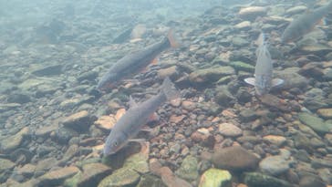 サケのふるさと 千歳水族館に投稿された画像（2022/7/5）