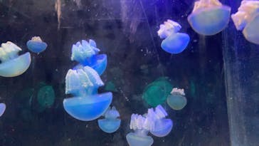 箱根園水族館に投稿された画像（2022/7/6）
