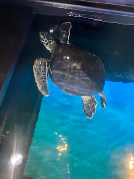 すみだ水族館に投稿された画像（2022/7/6）