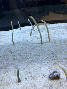 すみだ水族館に投稿された画像（2022/7/6）