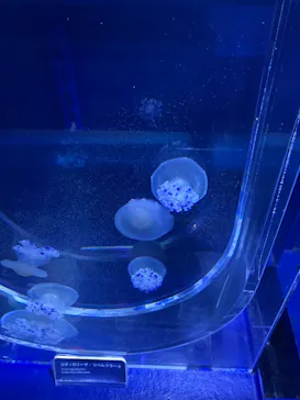 すみだ水族館に投稿された画像（2022/7/6）