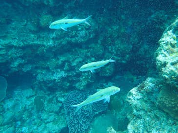 武藤潜水に投稿された画像（2022/7/1）