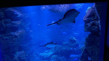 京都水族館に投稿された画像（2022/7/6）